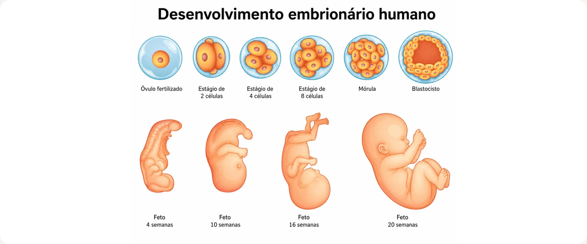 Infográfico do desenvolvimento embrionário humano, do óvulo fertilizado ao feto de 20 semanas